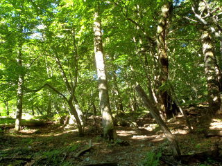 P7110073.JPG